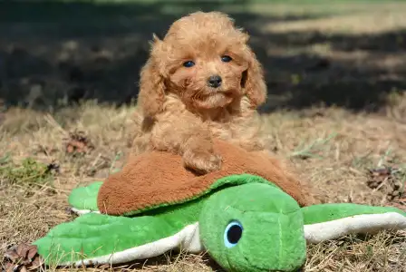 Cavapoo - Rafi( Toy Size)