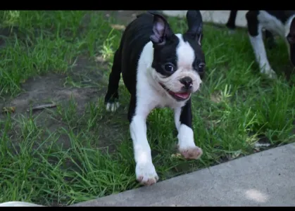 Boston Terrier - Gordon