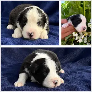 Border Collie - Fields Of Treasure Breath Of Fame