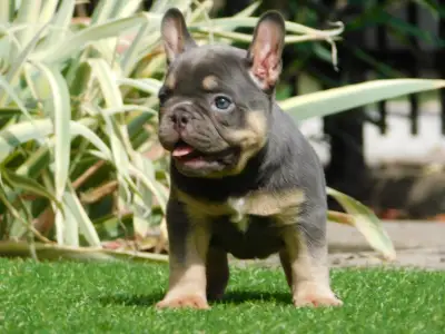 French Bulldog - Edna