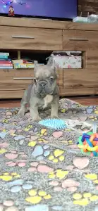 Bouledogue français - Vera