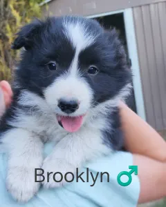Border Collie - Brooklyn