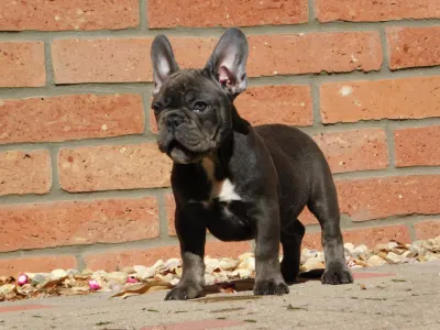 Französische Bulldogge - Davis