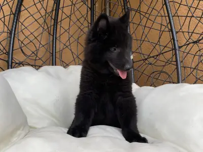Chien de Berger Belge - Gerőcsvári Black Diamond Hanna