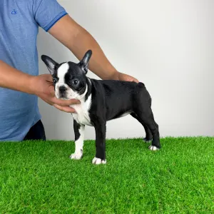 Terrier de Boston - Capella