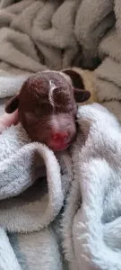 Lagotto Romagnolo - Lagotto Passion Bel Ami Matteo