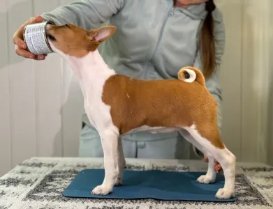 Basenji - Red&white Girl Name- Ona Lucky Alien 
