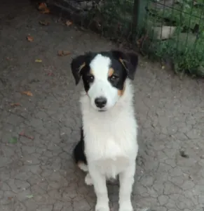 Australian Shepherd - Athen