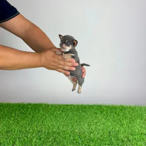 Chihuahua - Nimrod