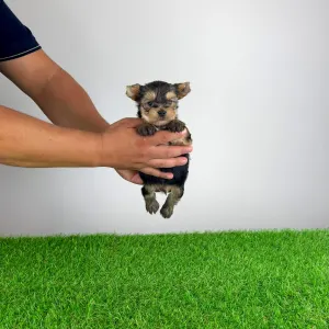 Yorkshire Terrier - Eryx
