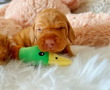 Hungarian Short-haired Vizsla - Vidual Alfonz