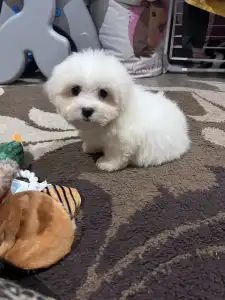 Coton de Tulear - Blanca