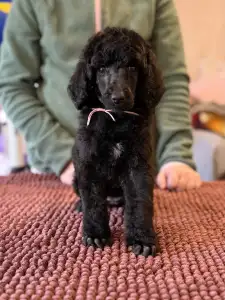 Óriás uszkár - Black Girl