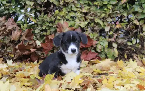 Cardigan welsh corgi - Anton Ebonit Exclusive