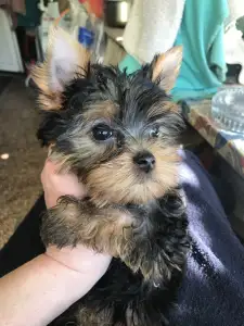 Yorkshire Terrier - Kelly