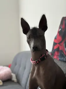 Мексиканская голая собака - Simple