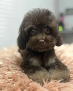 Poodle Toy - Newman 