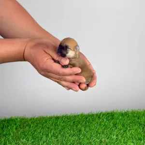 German Pomeranian Spitz - Dior