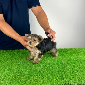 Yorkshire terrier - Eryx