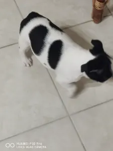 Boston Terrier - Babett