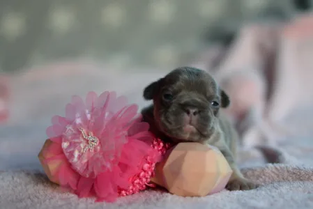Französische Bulldogge - Ruby