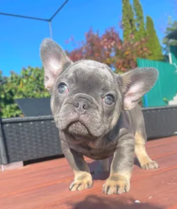 Французский бульдог - Mirjam