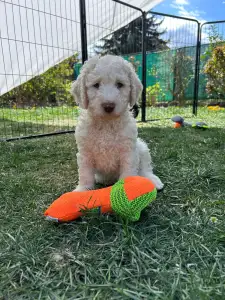 Spanischer Wasserhund - Blanco