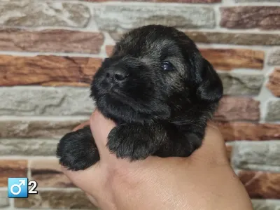 Miniature Schnauzer - J Male2