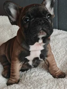 French Bulldog - Egon