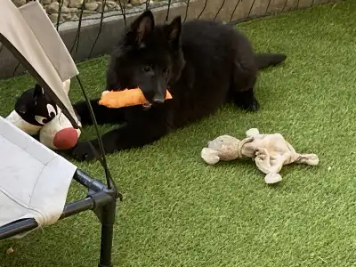 Belga juhászkutya - Gerőcsvári Freya
