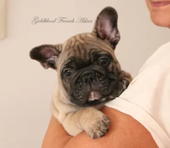Francia bulldog - Aslan