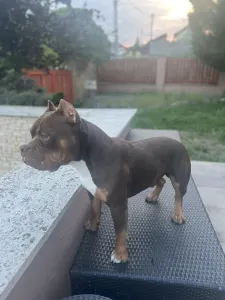 Amerikai Bully - Standard - Bullberry Kennel
