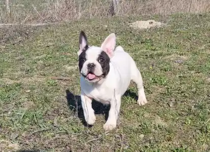 Bouledogue français - Ice Bear