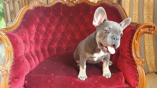 French Bulldog - Marcipán