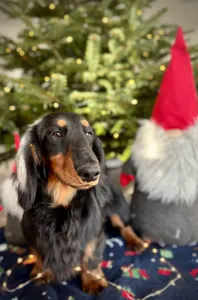 Jezevčík - Aladdin