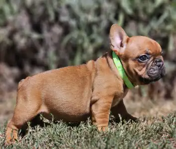 French Bulldog - Uranus