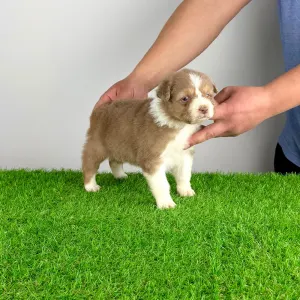 Owczarek astralijski aussie - Beira