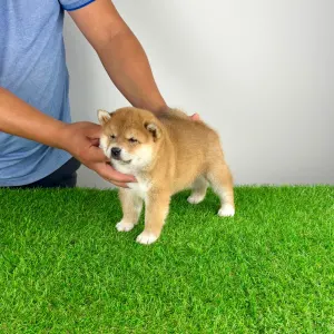 Shiba Inu - Whoops
