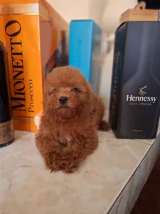 Caniche Toy - Pudel Toy M