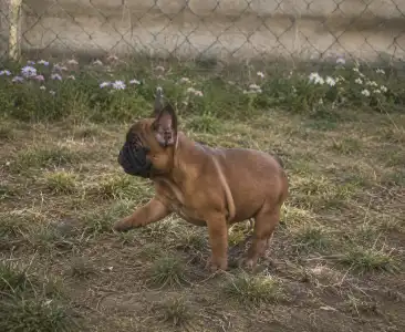 Francia bulldog - Rosalie