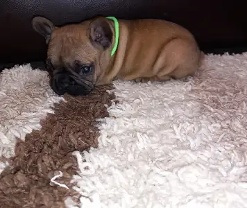 Francia bulldog - Miora Frenchie Phoenix