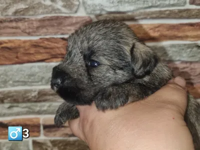 Miniature Schnauzer - J Male3