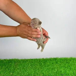 Chihuahua - Hero