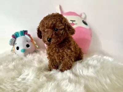 Törpe uszkár - Fendi