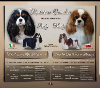 Cavalier King Charles Spaniel - Redstone Cavalier