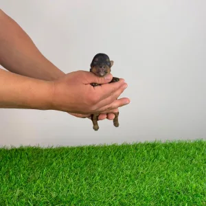 Yorkshire Terrier - Wanda