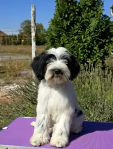 Tibetan Terrier - Lupin