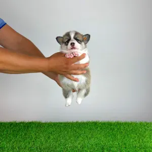 Welsh Corgi Pembroke - Dazzler