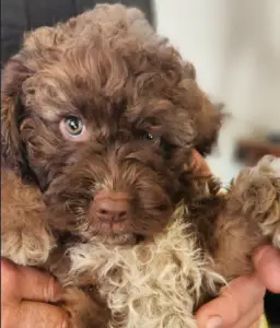 Romagna Water Dog - Aria