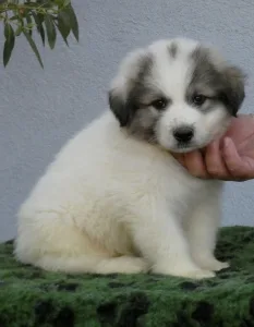 Pyrenean Mountain Dog - Candybelldream Escobar